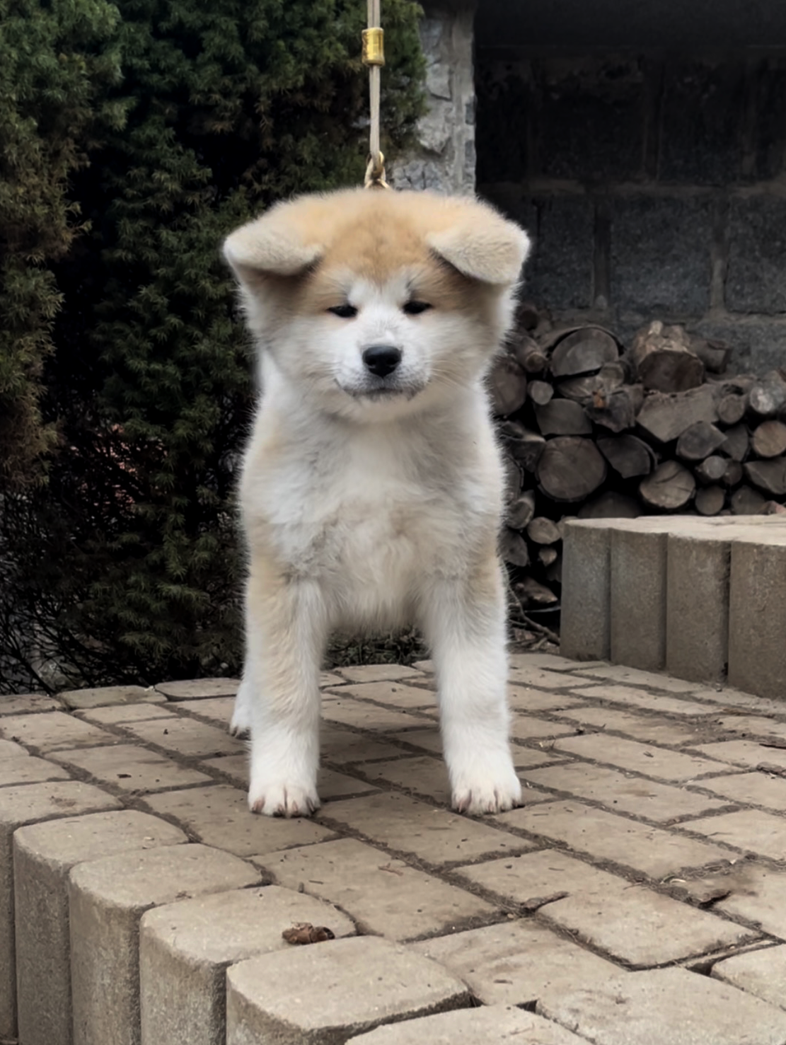 štěně Akita Inu