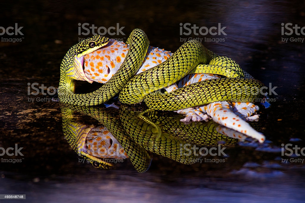 Zelený had žeroucí potravu