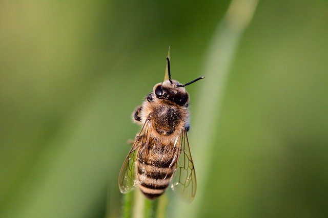 včela příroda